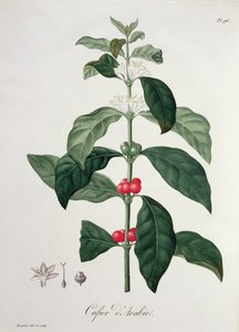 Coffea Arabica fra 