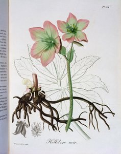 Helleborus Niger fra 