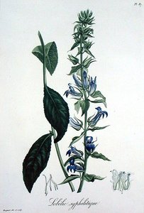 Lobelia Siphilitica fra 