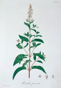 Mentha Piperita Peppermint, 1821 av LFJ Hoquart