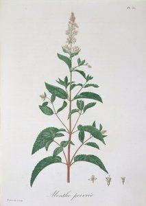 Mentha Piperita fra 