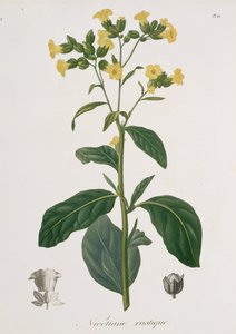 Nicotiana fra 
