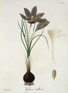 Saffron Crocus fra 'Phytographie Medicale' av Joseph Roques (1772-1850), utgitt i 1821