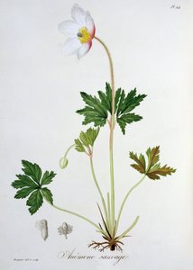 Wood Anemone fra 