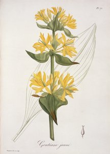 Yellow Gentian fra 