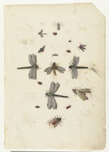 Øystikker og flygende insekter