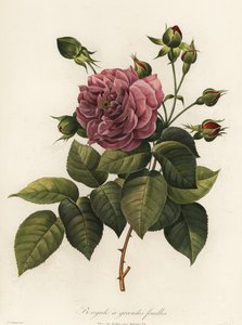 Bengalrose, Rosa chinensis variant, storbladet Bengal av Langlois Langlois
