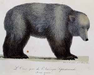 Gråbjørn (Ursus griseus), fra Picturesque Journey Around the World