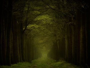 Stien gjennom den mørke skogen av Lars van de Goor †
