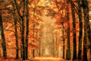 Gullhøststien i skogen av Lars van de Goor †