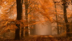 Tåkete høststi i skogen av Lars van de Goor †