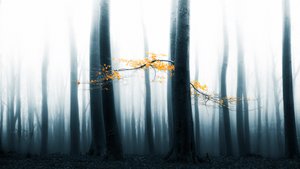 Tåkete skogens glød av Lars van de Goor †