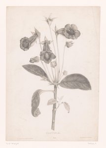 Gloxinia Gloyinia (tittel på objekt) av Laure Devéria
