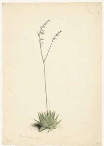 Blomstrende aloe av Laurens Vincentsz. van der Vinne