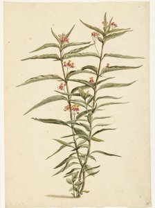 Blomstrende johannesurt (Asclepias curassavica) av Laurens Vincentsz. van der Vinne