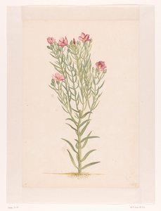 Plante med rosa blomster (tittel på objekt) av Laurens Vincentsz. van der Vinne