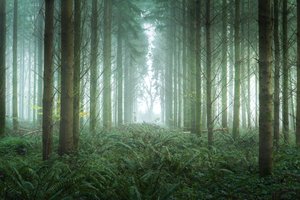 Bramble Path, 2023 (bilde)