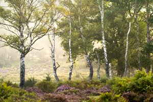 Falmende sesong, 2023 (bilde)