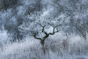 Oldwood Echo, 2022 (bilde)