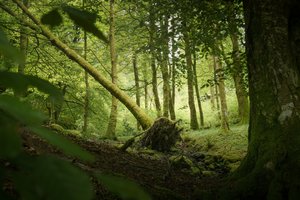 Vakttre, 2024 (bilde)