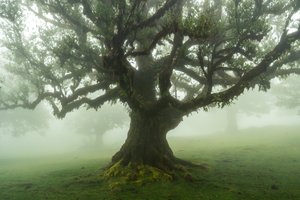 Skogens fortellinger, 2025 (bilde)