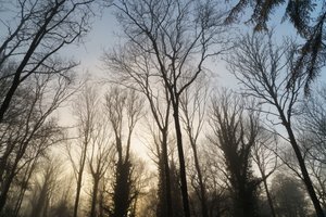 Skogsdagdrøm, 2023 (bilde)