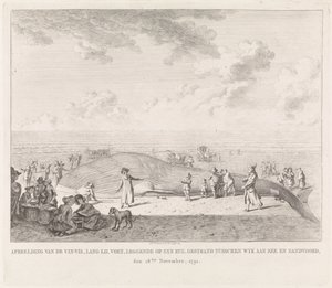 Finnhval skylt opp på stranden ved Zandvoort Bilde av Vin-Vis (...) strandet mellom Wyk aan Zee og Zandvoord, 18. november 1791 (tittel på objekt)