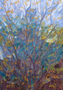 Witch Hazel in Flower, 2015