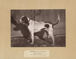 Pilot, Dog of Saintonge, Pack of Virelade, AM Joseph de Carayon Latour