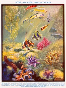 Australsk korallrev (fargelitografi)