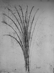 A Bulrush, c1480 1945 av Leonardo da Vinci