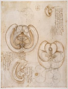 Anatomiestudien av Leonardo da Vinci