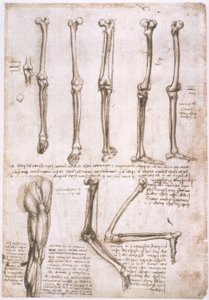 Anatomiestudien av Leonardo da Vinci