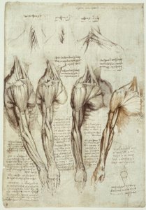 Anatomiestudien av Leonardo da Vinci