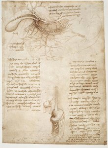 Anatomiestudien av Leonardo da Vinci