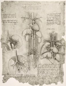 Anatomiestudien av Leonardo da Vinci