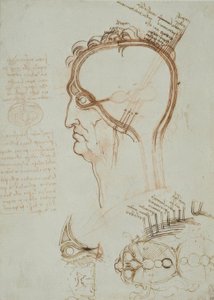 Anatomiestudien av Leonardo da Vinci