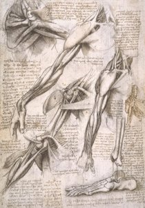 Anatomiestudien av Leonardo da Vinci