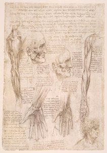 Anatomiestudien av Leonardo da Vinci