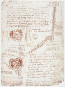 Anatomistudier: Bevegelse av albueleddet/fosteret i livmoren av Leonardo da Vinci