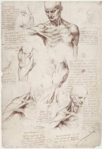 Anatomistudier: overflatemusklene i nakke og skulder av Leonardo da Vinci