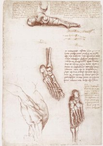 Anatomistudier: Overflateanatomi av skulderen / beinene i foten av Leonardo da Vinci