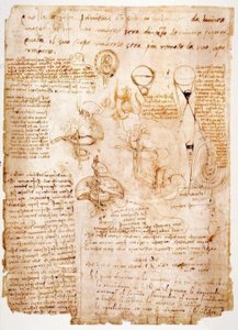 Anatomistudier: organer i magen ... av Leonardo da Vinci