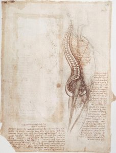 Anatomistudier: Ryggraden ... av Leonardo da Vinci
