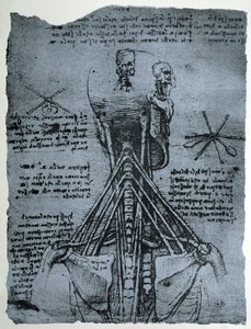 Benstruktur av den menneskelige nakke og skulder, faksimilekopi av Leonardo da Vinci