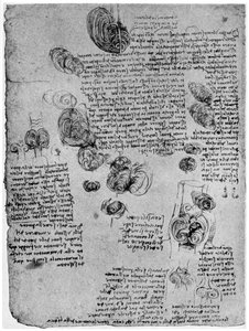 Diagram over blodvirvelen i hjertet, sent på 1400- eller tidlig på 1500-tallet 1954 av Leonardo da Vinci