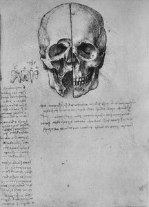 Tegning av Two Halves of a Skull, c1480 1945 av Leonardo da Vinci