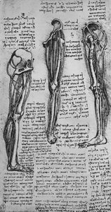 Tegninger av et venstre ben som viser bein og sener, c1480 1945 av Leonardo da Vinci