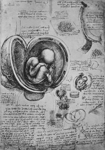 Tegninger av et embryo i livmoren, c1480 1945 av Leonardo da Vinci