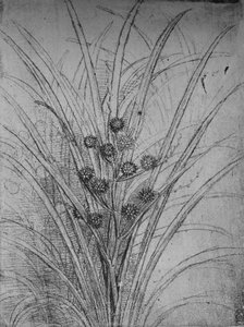 Flower Rushes, c1480 1945 av Leonardo da Vinci